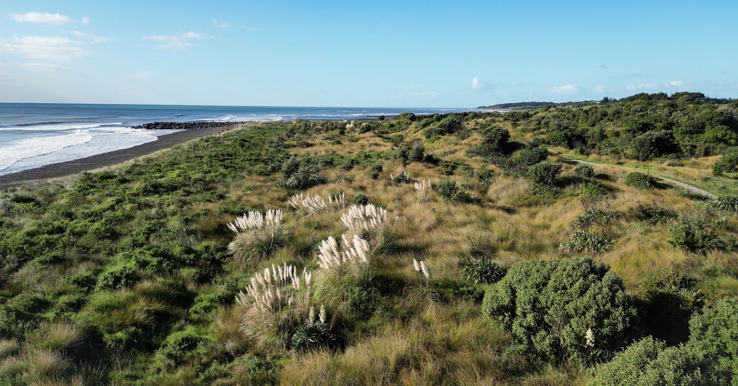 Tussock and Toi Toi clean image